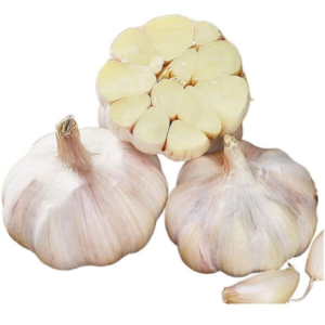 fresh garlic